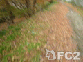 動画：堂山公園へ通ずる道を駆け回るモンちゃん