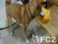 動画:みかんちゃん、受難!